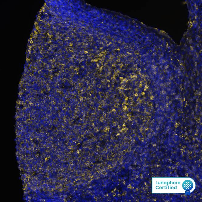 Multiplex Immunofluorescence HLA-DR Antibody (1083110) [Unconjugated]